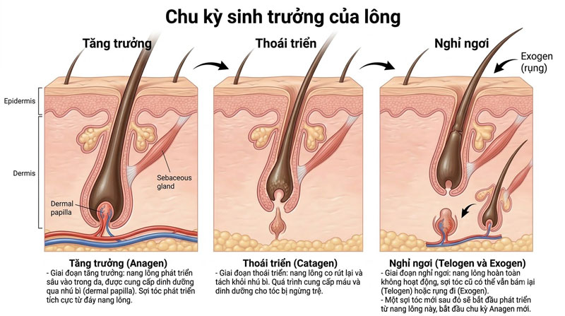 Chu kỳ sinh trưởng của lông